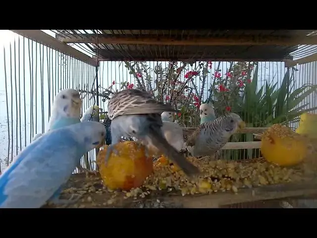 'Video thumbnail for Laughing with Love Hilarious Rainbow Budgies Steal the Show! 😂🌈'