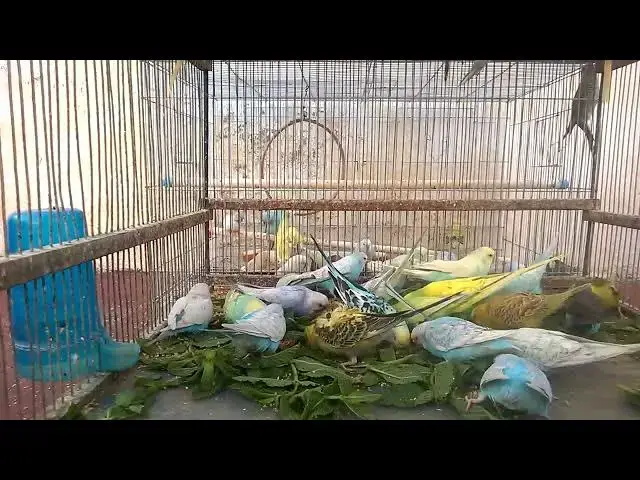 'Video thumbnail for Cuteness Overload Budgie's Funny Expressions! 💛🥰 #Love #Beautiful'