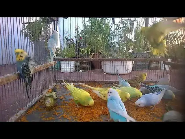 'Video thumbnail for 🎧 Budgie Radio Nonstop Chirping Vibes 🔊💚  Calm, Clear, and Colorful 🐤 #BirdVibes'