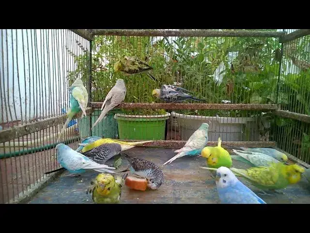 'Video thumbnail for 😂 インコが飼い主の秘密暴露!🦜 思わず赤面の事実#オウム #暴露 #笑える'