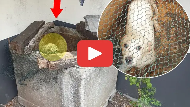 'Video thumbnail for The Dog Cried for Mercy鈥擝ut His Owner鈥檚 Heart Didn鈥檛 Budge'
