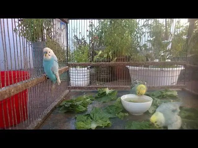 'Video thumbnail for 🤑 Rare Budgies = High VALUE 💎 Worth the Investment 🔍 #HighValueBirds #ExoticPets'