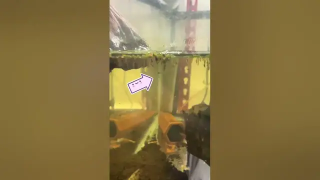 'Video thumbnail for First Caridina babies!!! Sorry very small and hard to see. So excited'