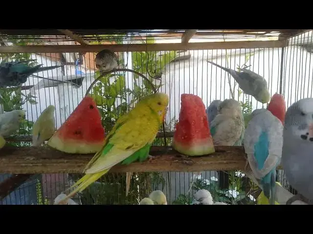'Video thumbnail for Budgerigar Behavior Explained Understanding Your Parakeet's Body Language!'