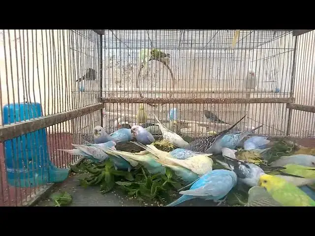 'Video thumbnail for The Joyful Life of a Happy Budgie! 🥰💚💛✨ #BudgieLife'