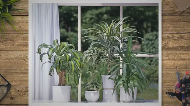 'Video thumbnail for 자취방에서 키우기 쉬운 식물 5가지 알아 봅시다.'