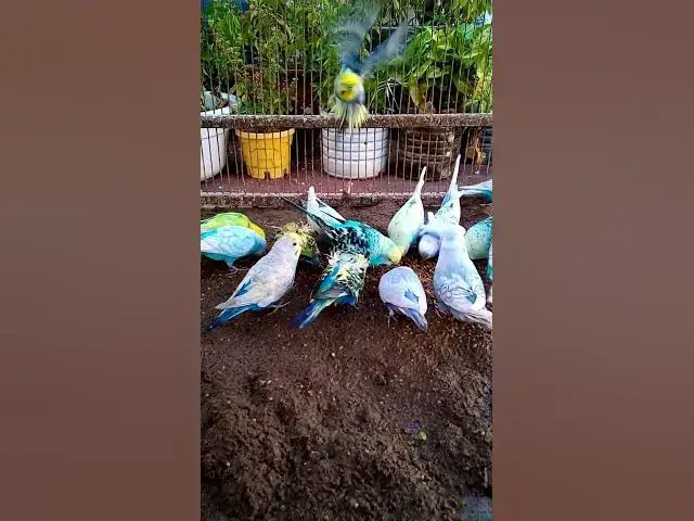 'Video thumbnail for This Amazon bird toy is SO COOL#birds#parrot #birdslover #budgis #lovebirds #budgiegar #cute #health'