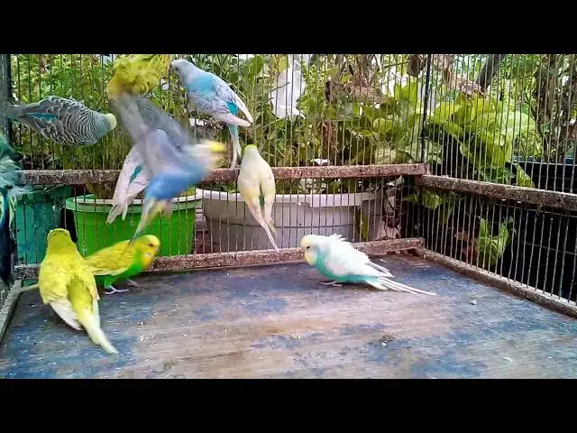 'Video thumbnail for 🔥 Parrot vs  Owner Who's The Real Boss 🦜 Shocking Ending!#ParrotChallenge #BirdVsHuman #FunnyAnima'