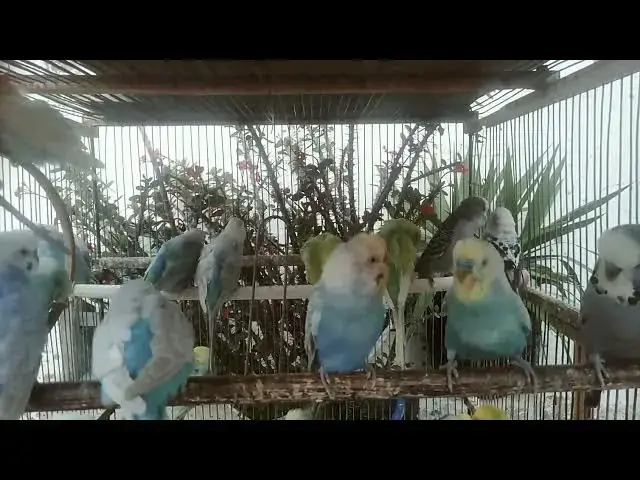 'Video thumbnail for The Most Adorable Budgie Compilation Happiness Guaranteed! 🥰✨'