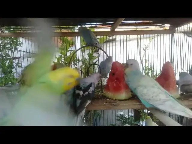 'Video thumbnail for The Ultimate Budgerigar Care Routine Daily, Weekly, and Monthly Tips'