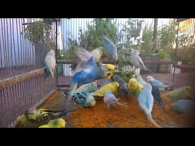 'Video thumbnail for 🐦 Budgies Only! No Talking, No Music 🔇🎶  Just Pure Natural Sound 🌱 #ZenBirds'