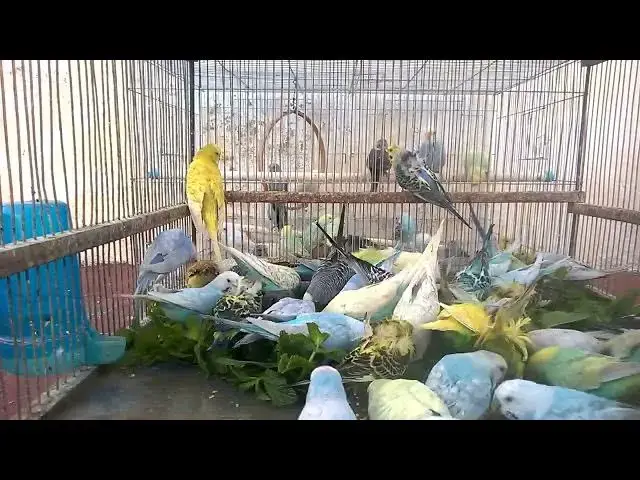 'Video thumbnail for Why Budgies Are the Funniest Pets! 🥰💚✨ #FunnyVideo'