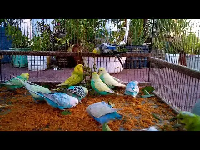 'Video thumbnail for 🎨 Budgies Are the Real Rainbow 🌈🦜  Watch Their Colors Come to Life! 😍 #RainbowBird'