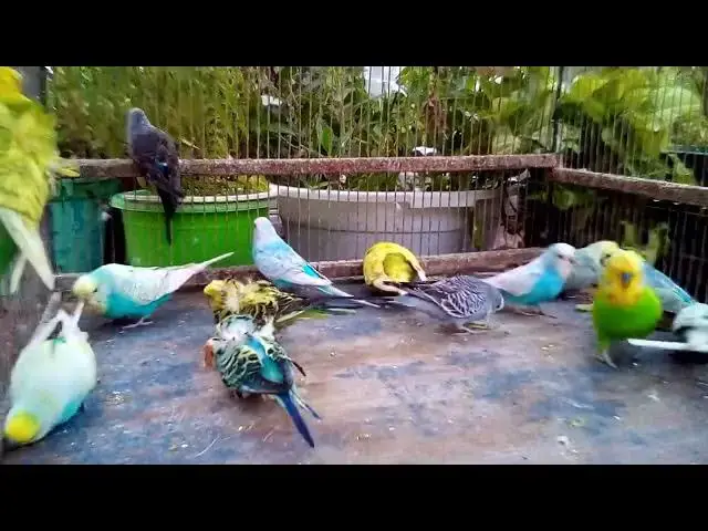 'Video thumbnail for 🎥 Parrot's First Swim = Total Chaos! 🦜 Priceless Reactions!'