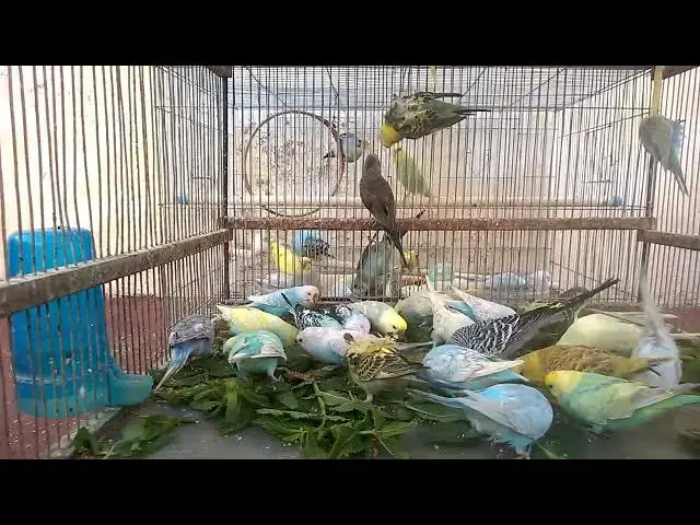 'Video thumbnail for Colorful Budgie Bloopers Guaranteed Giggles! 😂💚 #FunnyVideo'