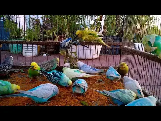 'Video thumbnail for 🌍 Budgie From Japan 🇯🇵 Singing Nonstop! 🎶  Rare Chirping Collection 🎤🦜 #ExoticBirds'