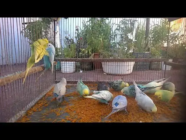'Video thumbnail for 🎧 Budgie ASMR for Deep Focus 🧠  No Music, No Talk, Just Nature 🌿 #StudyWithBirds'