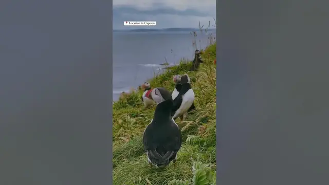'Video thumbnail for This is the BEST place to see PUFFINS in Scotland😍'