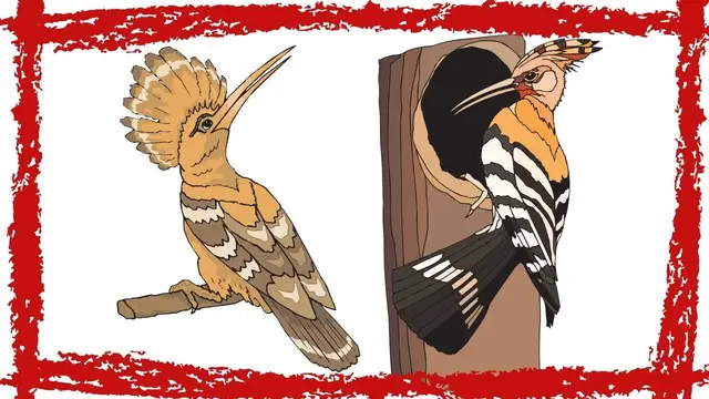 'Video thumbnail for Eurasian Hoopoe (Upupa Epops) Video | Eurasian Hoopoe Sound | Eurasian Hoopoe Call & Song'
