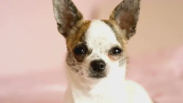 'Video thumbnail for Dogs'
