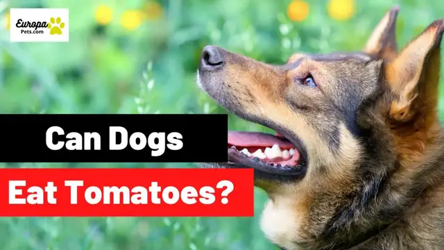 'Video thumbnail for Can Dogs Eat Tomatoes?'