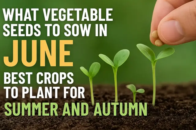 'Video thumbnail for What Vegetable Seeds to Sow in June | Grow Fresh Food This Summer!'