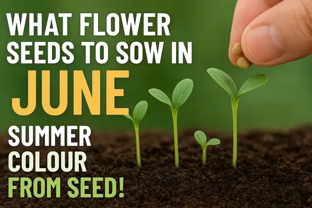 'Video thumbnail for What Flower Seeds to Sow in June | Summer Colour from Seed!'