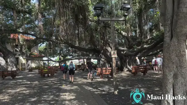 'Video thumbnail for The Banyan Tree In Lahaina, Maui '