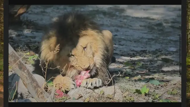 'Video thumbnail for Do Lions Eat Monkeys? (The Answer May Shock You)'