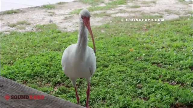 'Video thumbnail for American White Ibis(Eudocimus albus) Call| American White Ibis Sound &Song|American White Ibis Video'