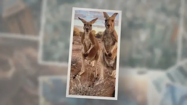 'Video thumbnail for What is the National Animal of Australia? | Stats 2022 | AU'