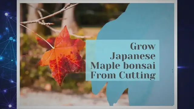 'Video thumbnail for How to Grow Japanese Maple bonsai From cutting'