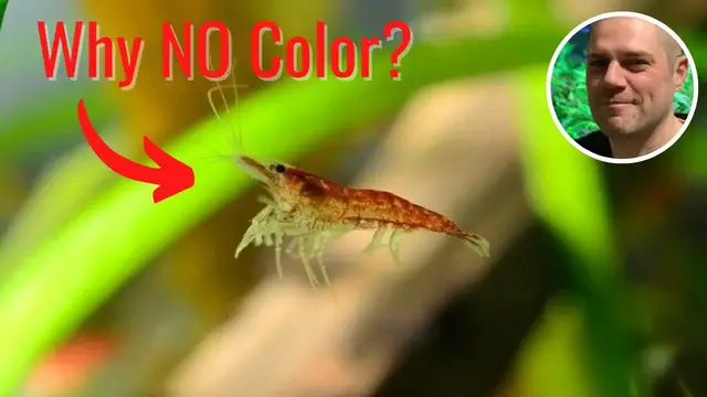 'Video thumbnail for Why Are My Red Cherry Shrimp Losing Their Color? IS THERE SOMETHING WRONG WITH MY RED CHERRY SHRIMP'