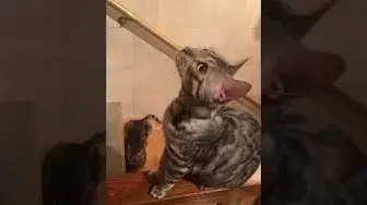 'Video thumbnail for Are Bengal cats noisy?'