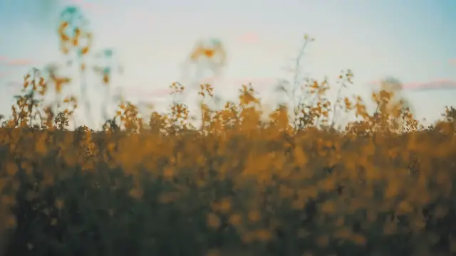 'Video thumbnail for Mensajes cristianos de buenos días .. Salmos 96:9'