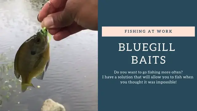 'Video thumbnail for Bluegill Baits'