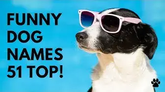'Video thumbnail for Funny Dog Names 51 PUNNY & CUTE & BEST Ideas '