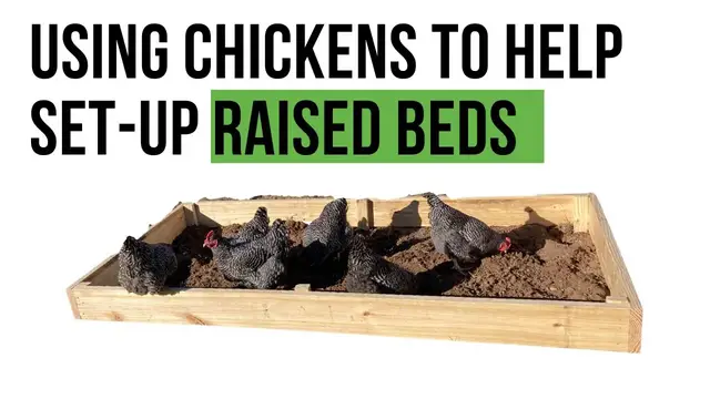 'Video thumbnail for Using Chickens to Set up Raised Garden Boxes'