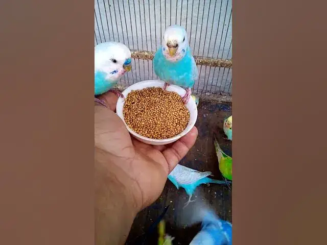 'Video thumbnail for This Amazon bird toy is SO COOL#birds#parrot #birdslover #budgis #lovebirds #budgiegar #cute #health'