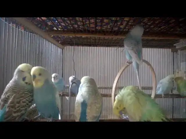 'Video thumbnail for This Budgie’s Voice Is Better Than a Pop Star 🎤🐤💎'