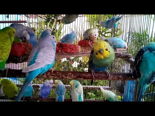'Video thumbnail for The Most Romantic Budgie Ever 💌🐦  Chirps of Love & Joy'