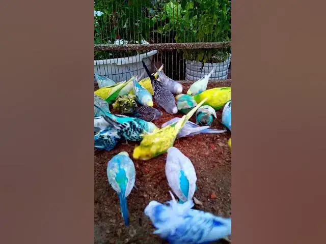 'Video thumbnail for This Amazon bird toy is SO COOL#birds#parrot #birdslover #budgis #lovebirds #budgiegar #cute #health'
