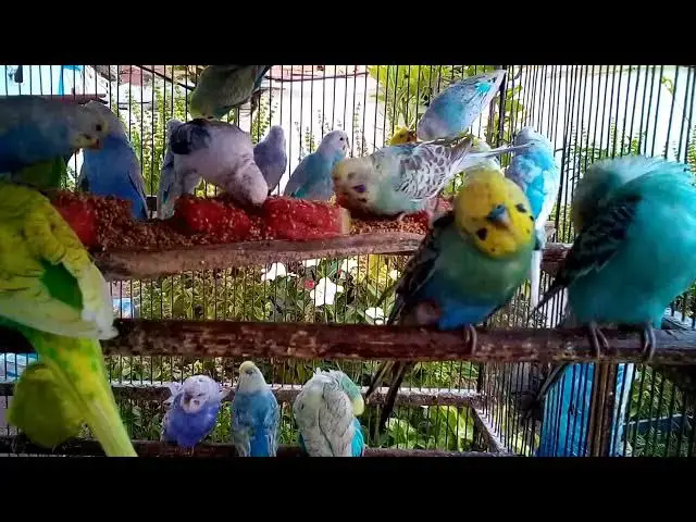 'Video thumbnail for Cute Budgie Moments That’ll Melt You 💝🐤  Love & Laugh Compilation'