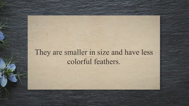 'Video thumbnail for What Does A Female Duck Look Like? (Explained!) 2023 » Petybird.com'