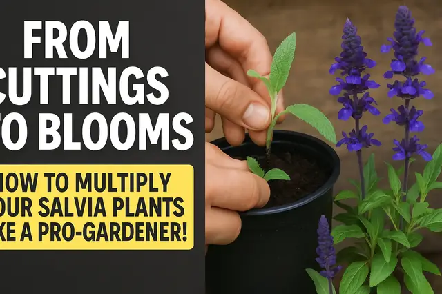 'Video thumbnail for From Cuttings to Blooms: How to Multiply Your Salvia Plants Like a Pro-Gardener!'