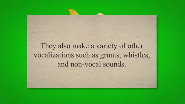 'Video thumbnail for Do Male Ducks Quack? (Here Is the Secret Truth!) 2023 » Petybird.com'