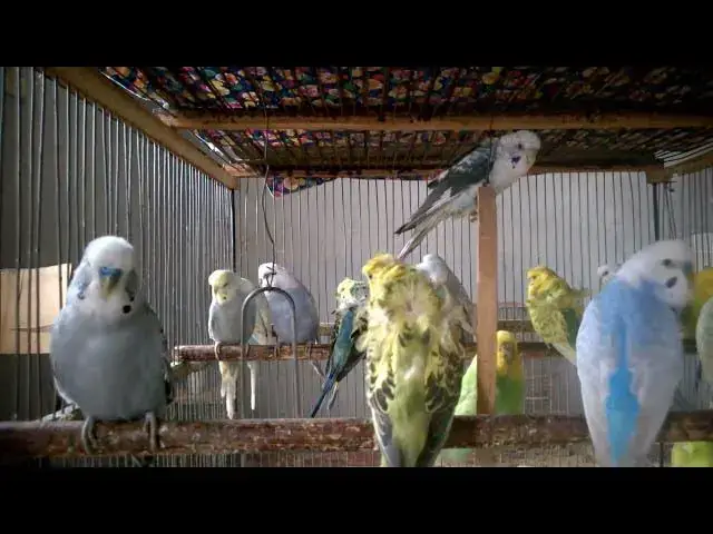 'Video thumbnail for Budgie Morning Chorus   Beautiful Natural Alarm Clock ☀️🎵 #MorningBirds #NatureSounds'