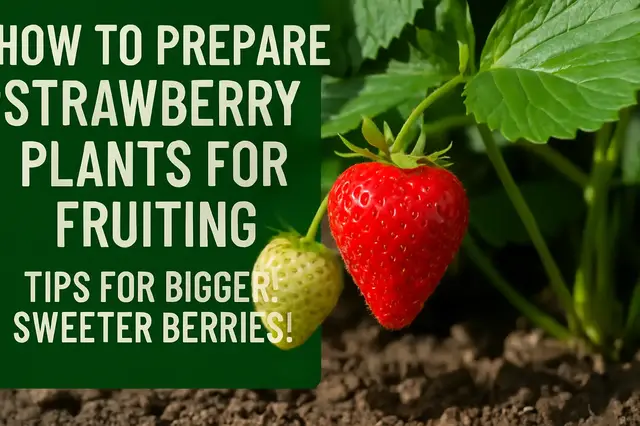 'Video thumbnail for How to Prepare Strawberry Plants for Fruiting | Tips for Bigger, Sweeter Berries'
