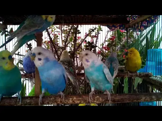 'Video thumbnail for セキセイインコのご機嫌なさえずり🎶 心がほっこりする音 💖🐦#鳥のさえずり #幸せな音 #セキセイインコの日常'