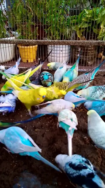 'Video thumbnail for This Amazon bird toy is SO COOL#birds#parrot #birdslover #budgis #lovebirds #budgiegar #cute #health'